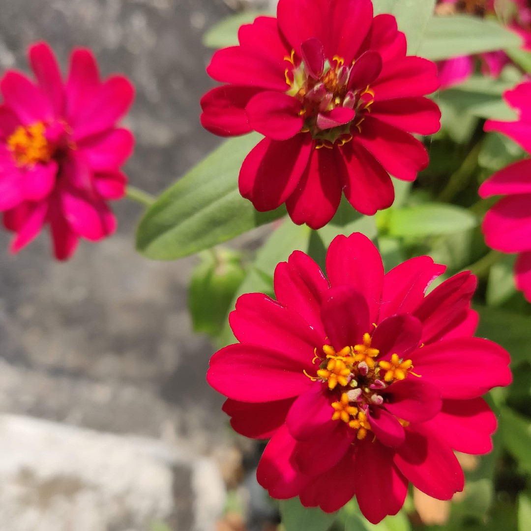 Como identificar Zínia (Zinnia), image size:1080x1080