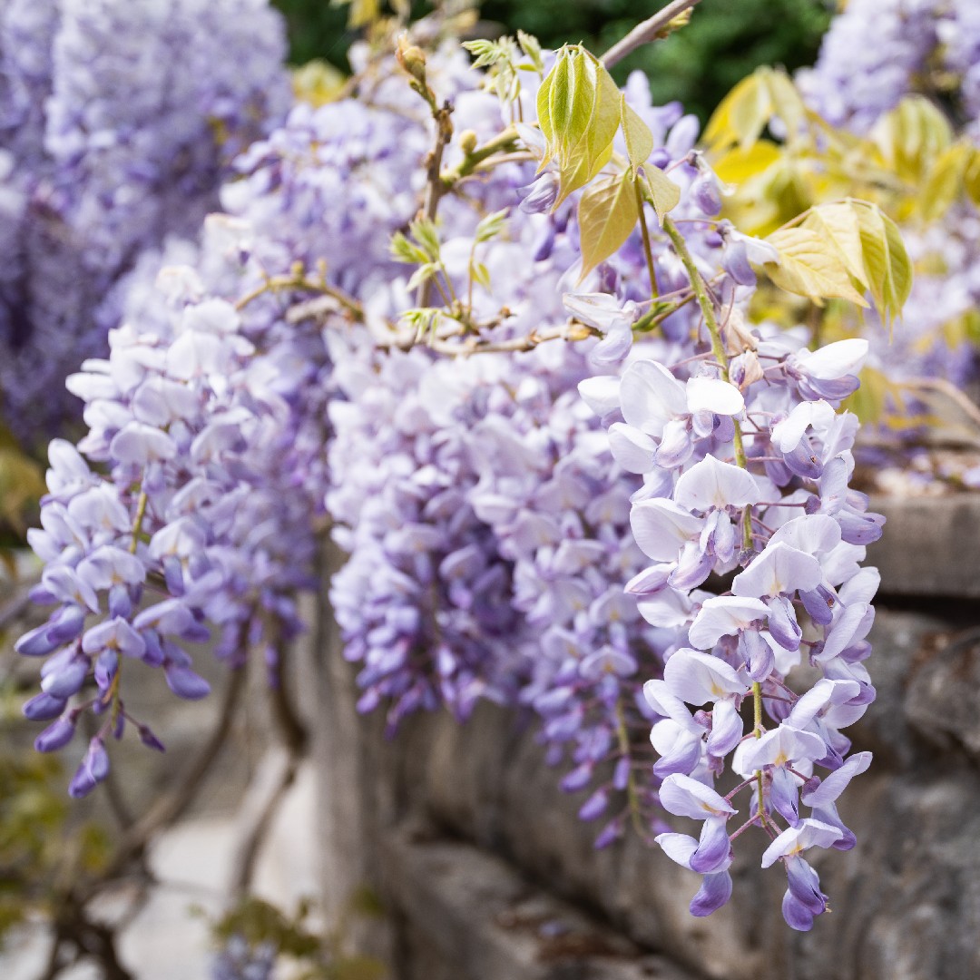 Глициния Купить Саженец