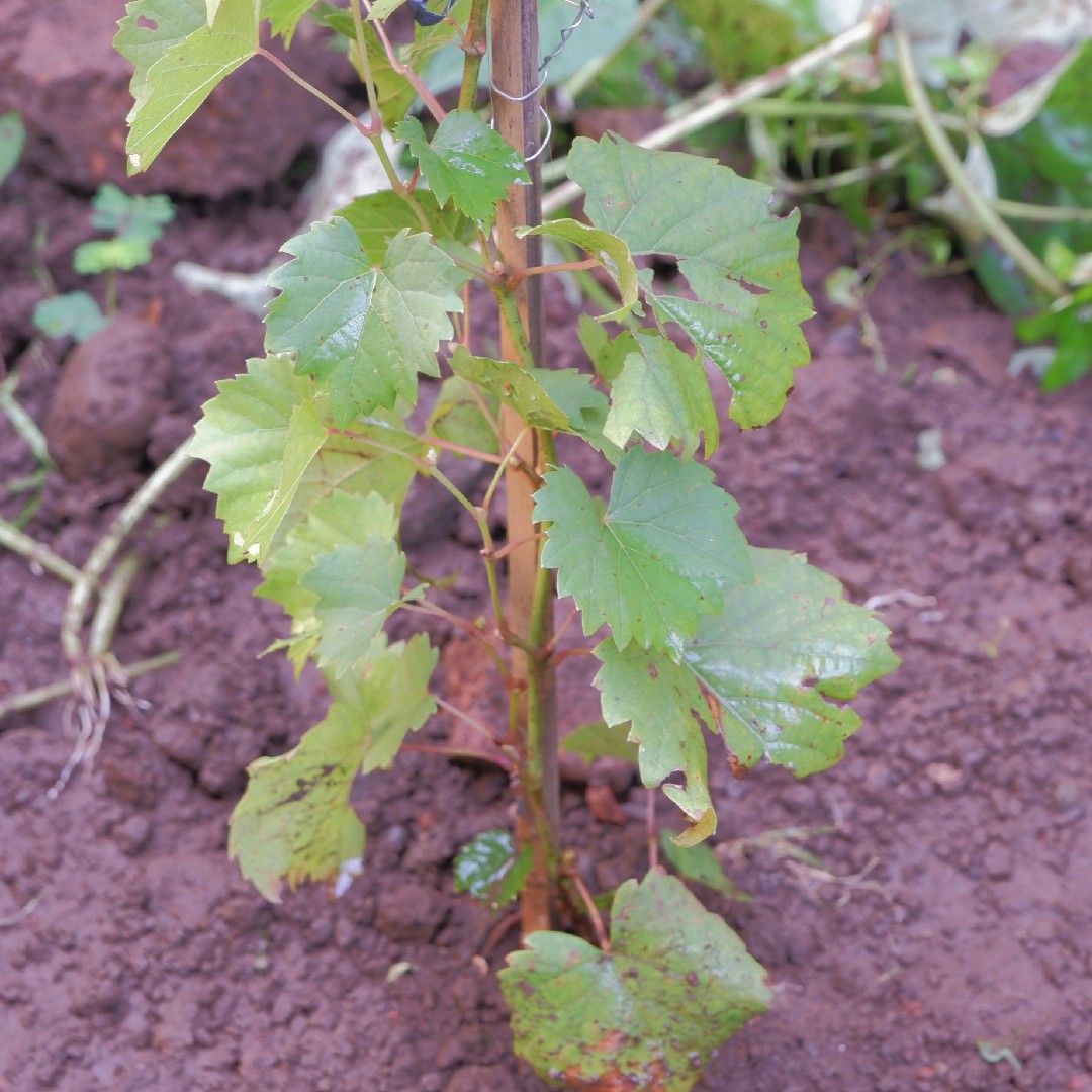 Vitis rupestris PictureThis