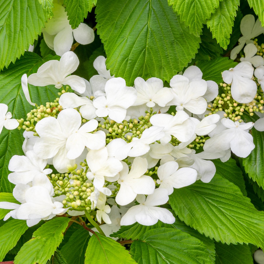 オオデマリ（大手毬） 'Jww1' (Viburnum plicatum f. tomentosum 'Jww1