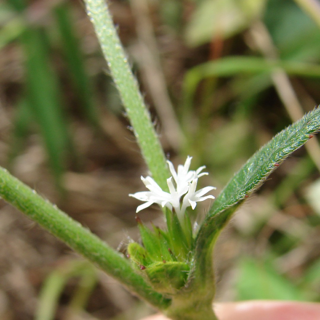 地膽草 Elephantopus Mollis Picturethis 地膽草 Elephantopus Mollis Picturethis