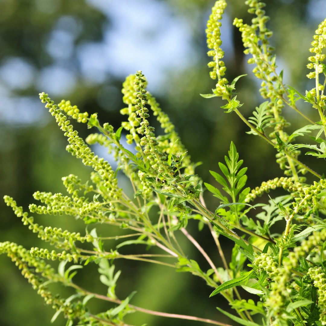 ragweed Care (Watering, Fertilize, Pruning, Propagation) - PictureThis