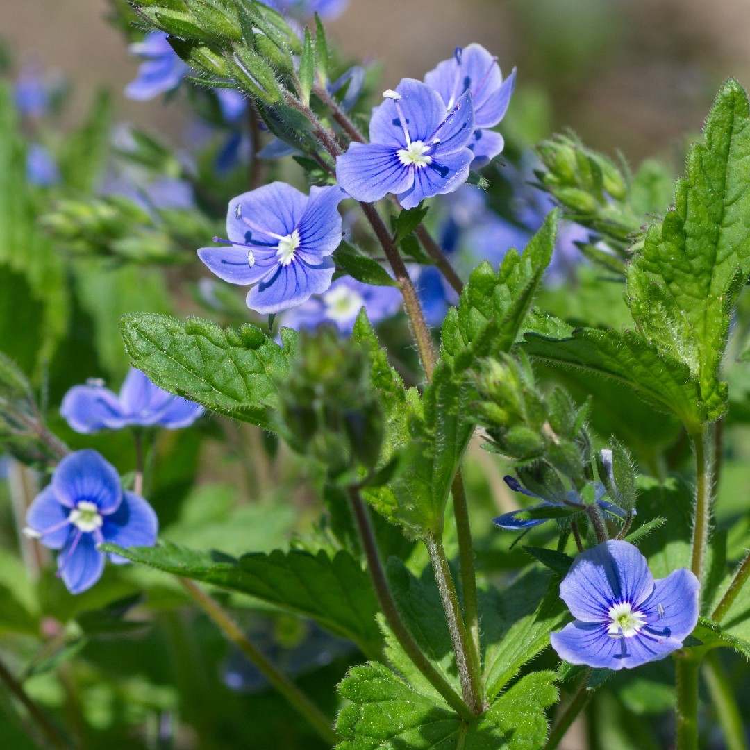 Germander speedwell (Veronica chamaedrys subsp. chamaedrys