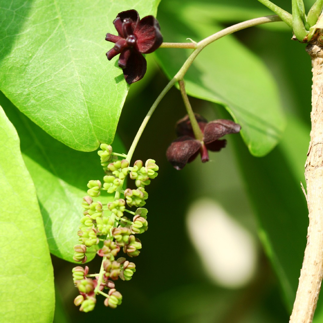 Akebie (Akebia) PictureThis