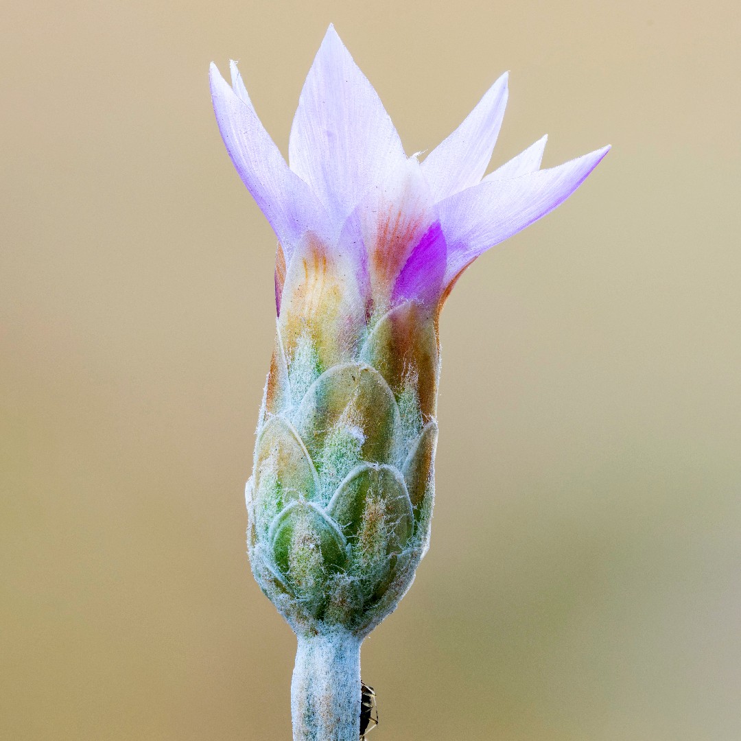 Spreublumen (Xeranthemum)