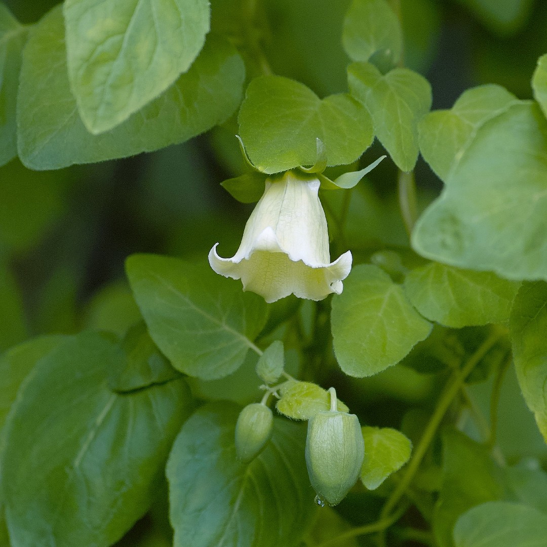 Codonopsis PictureThis