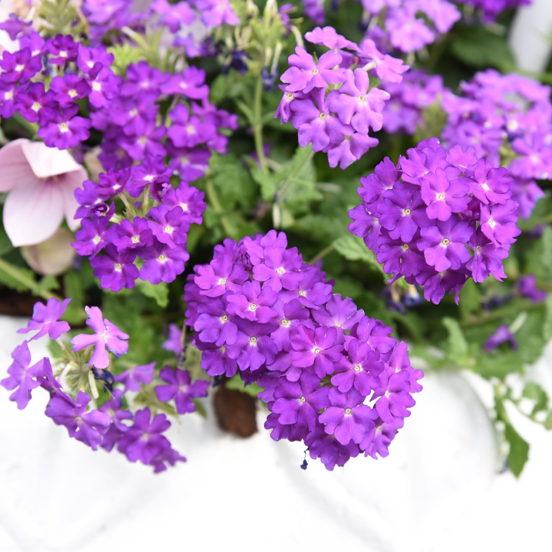 Verbena 'Tapien' PictureThis