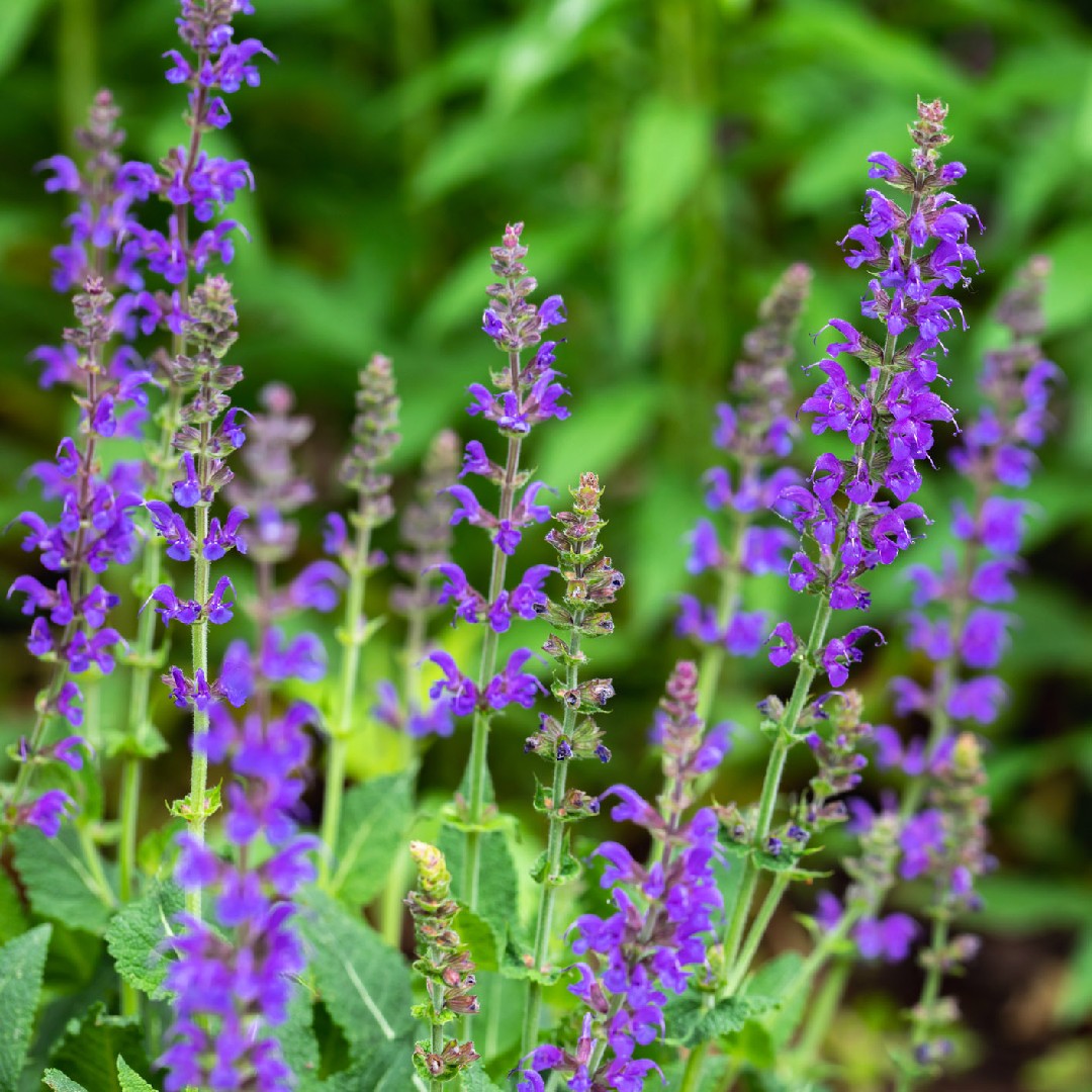 Salvia sylvestris PictureThis