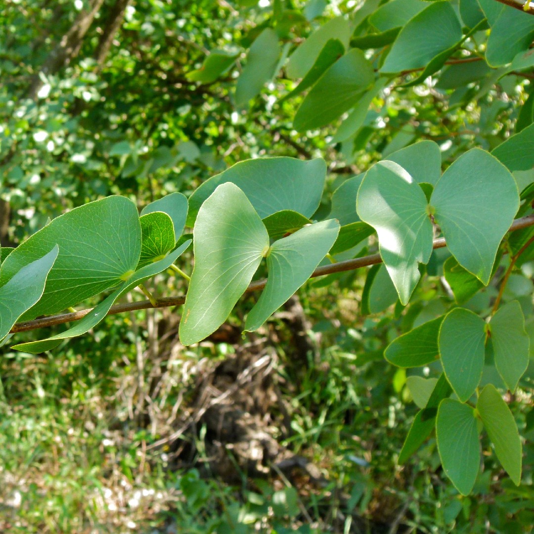 Colophospermum (Colophospermum)