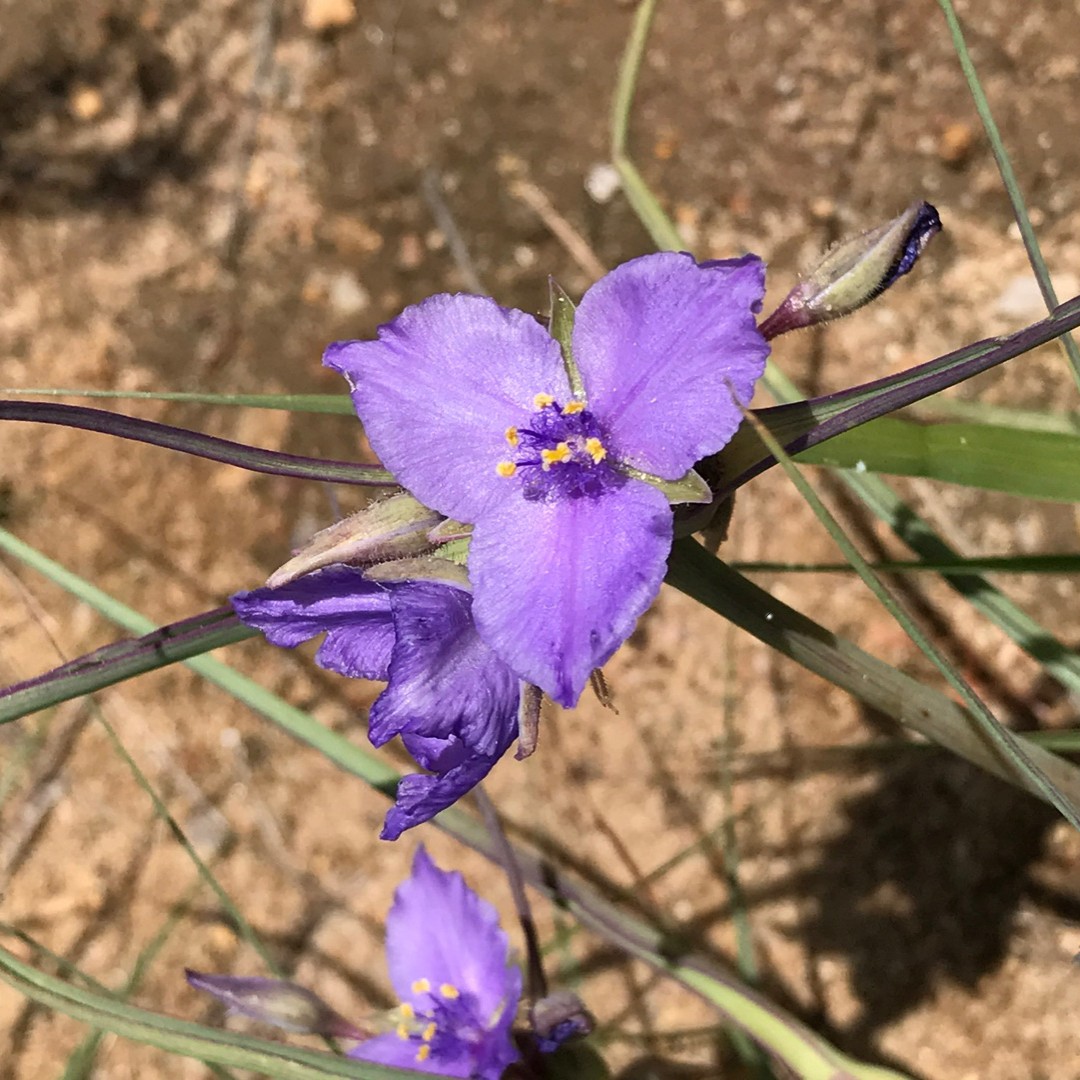 Tradescantia (Tradescantia)