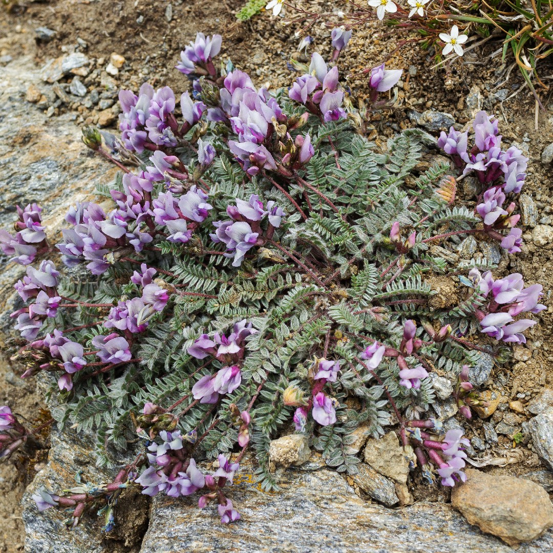 Oxytropis PictureThis