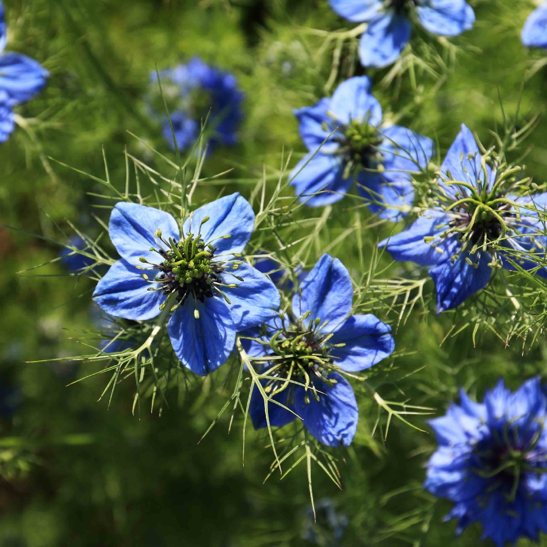 Graines de nigelle cultivée (Nigella Sativa) / Cumin Noir