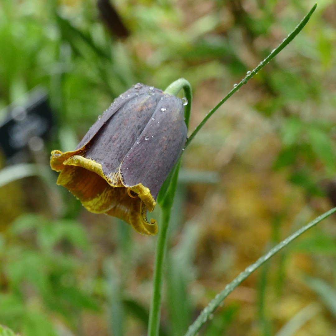 Fritillaria pyrenaica PictureThis