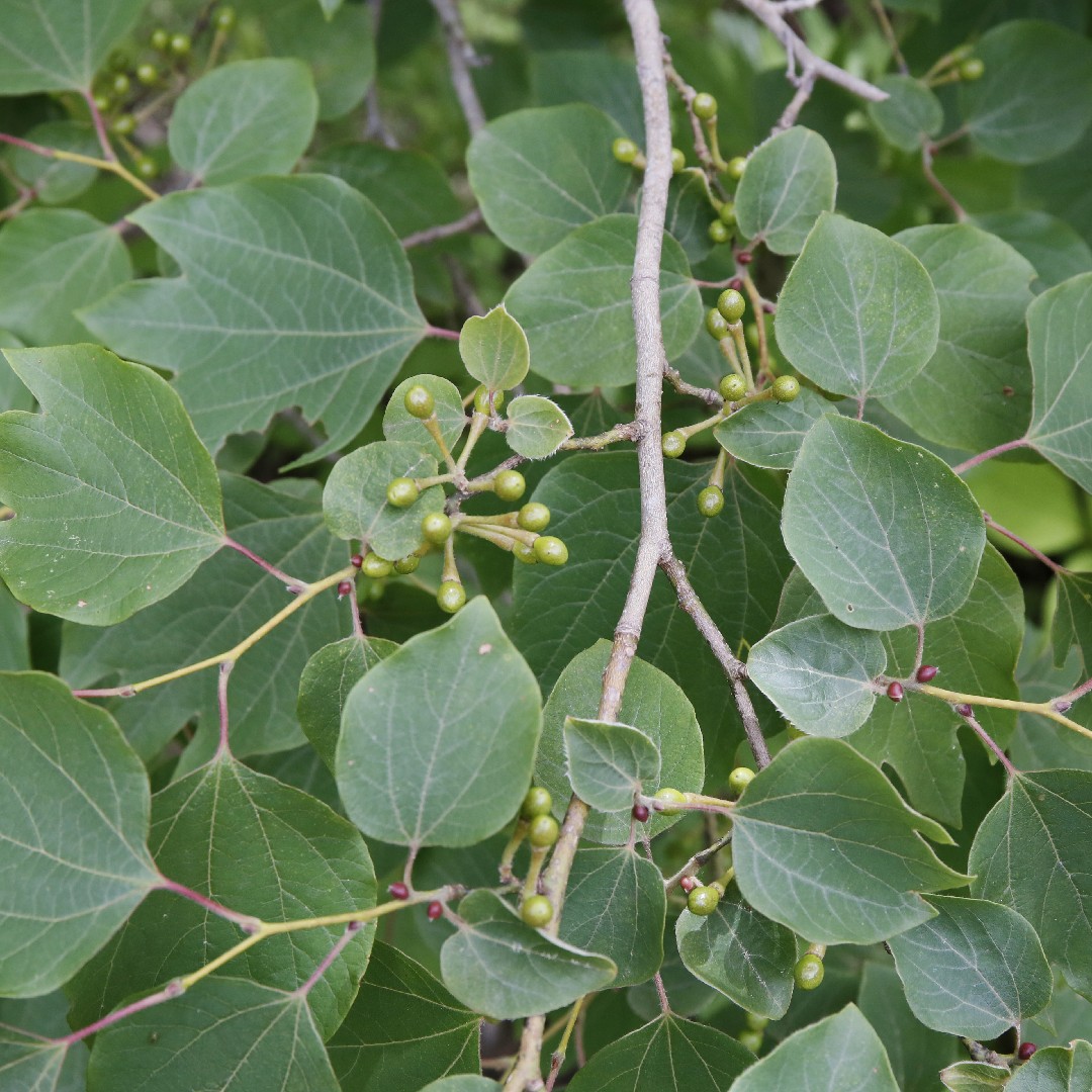 Common plants. Линдера комнатная. Линдера в цвету.