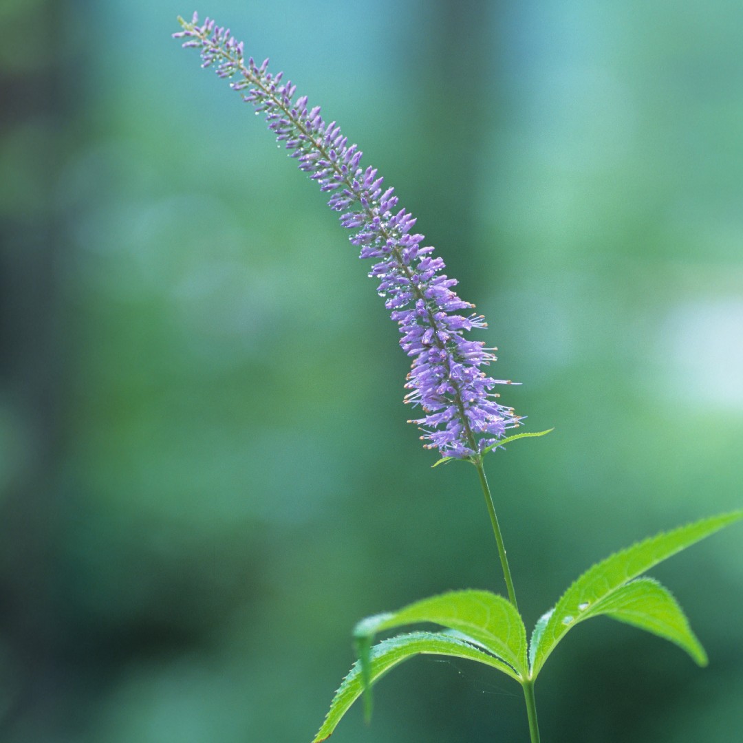 エゾクガイソウ 蝦夷九蓋草 Veronicastrum Sibiricum 花言葉 学名 よくある質問 Picturethis