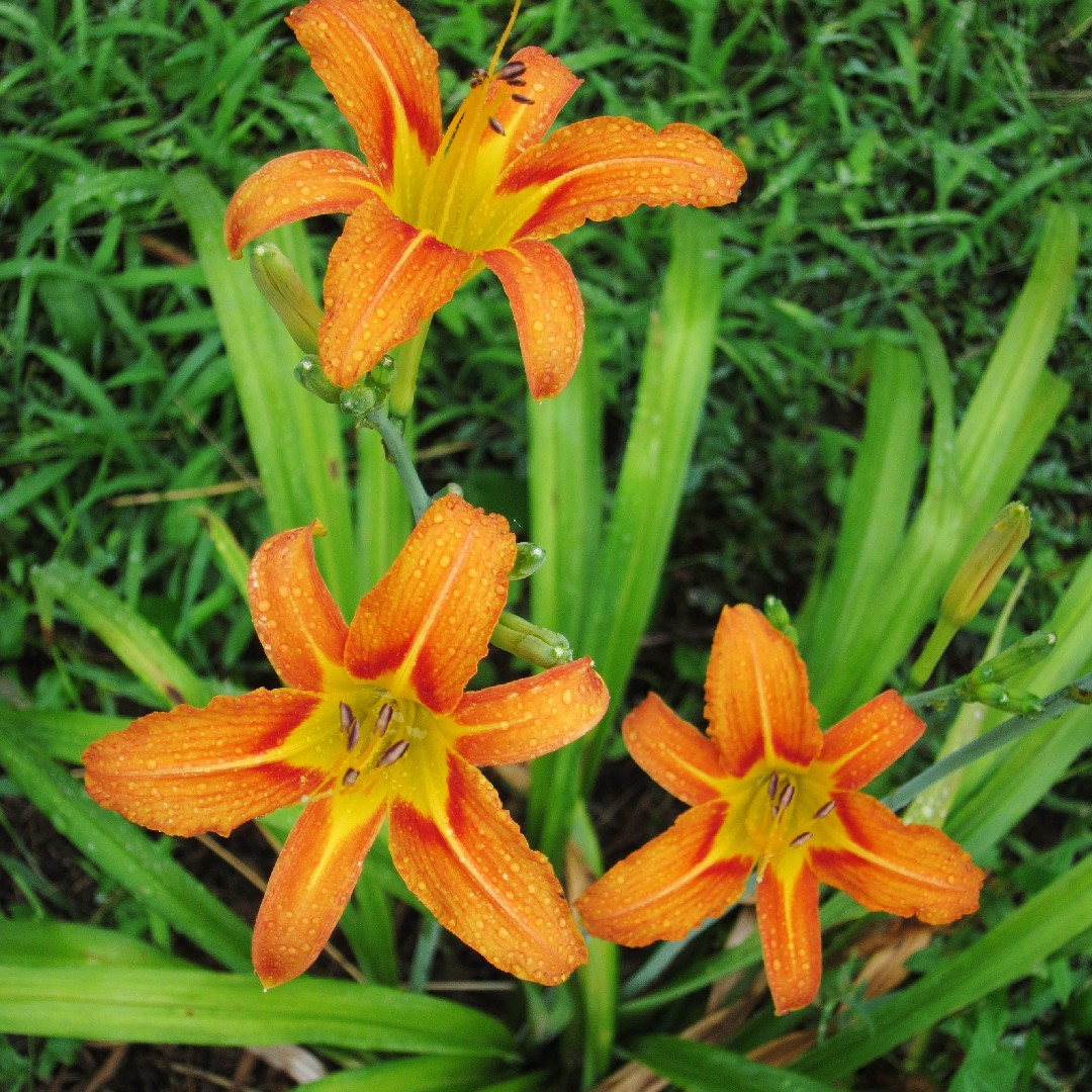 orange daylily (hemerocallis fulva) flower, leaf, care, uses