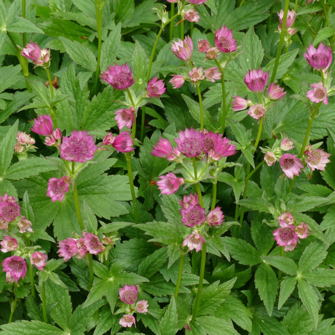 Astrantia PictureThis astrantia-picturethis