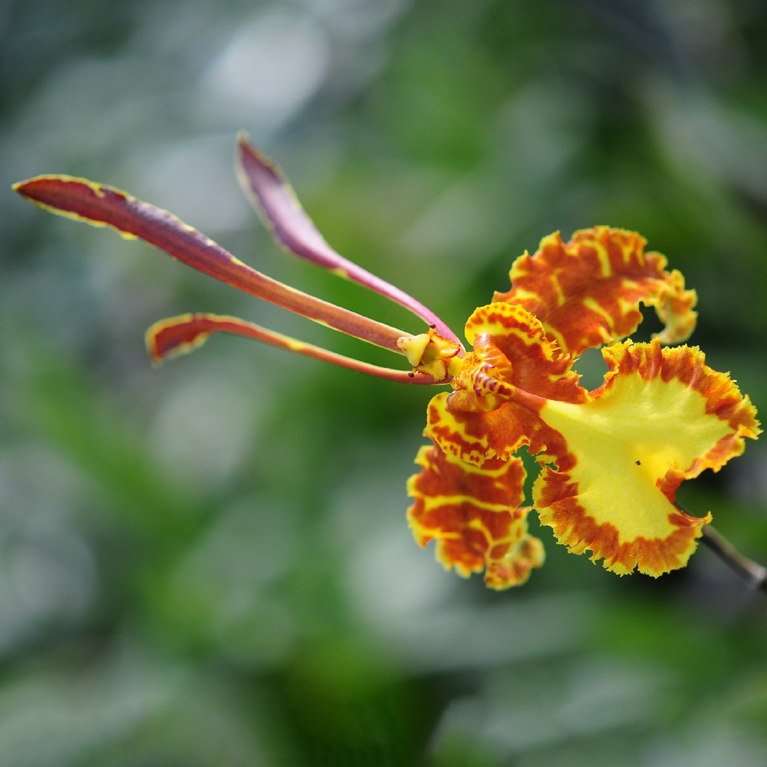 Orquídea mariposa (Psychopsis papilio) - PictureThis