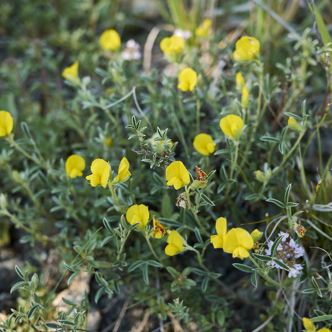 Silver broom (Argyrolobium zanonii) Flower, Leaf, Care, Uses PictureThis