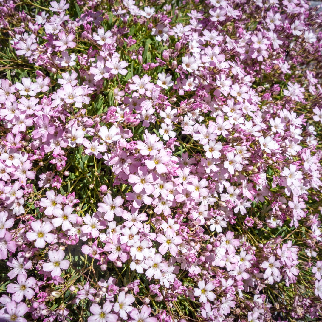 Baby'sbreath (Gypsophila) Flower, Leaf, Care, Uses PictureThis
