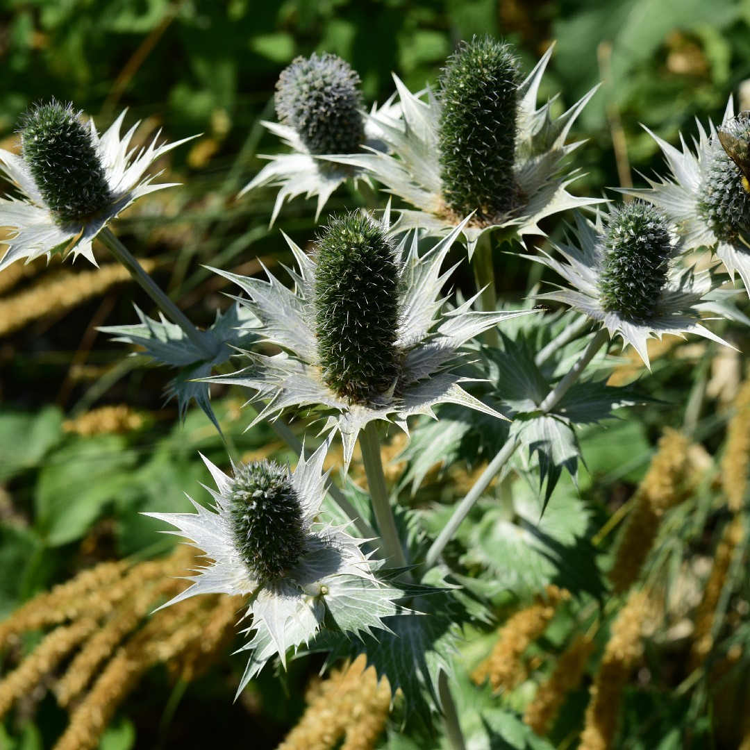PictureThis Eryngium giganteum 'Miss Willmott's Ghost'