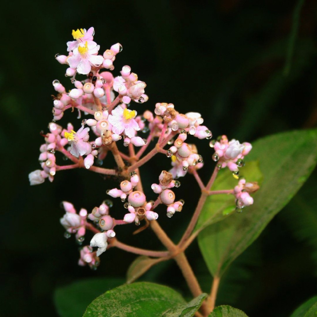 ¿Dónde está el hábitat del cirin