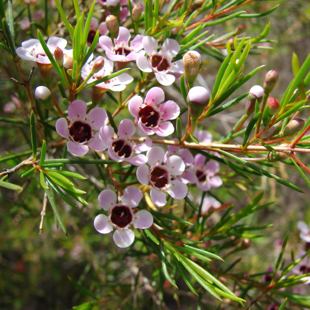 Waxflower Care (Watering, Fertilize, Pruning, Propagation) - PictureThis