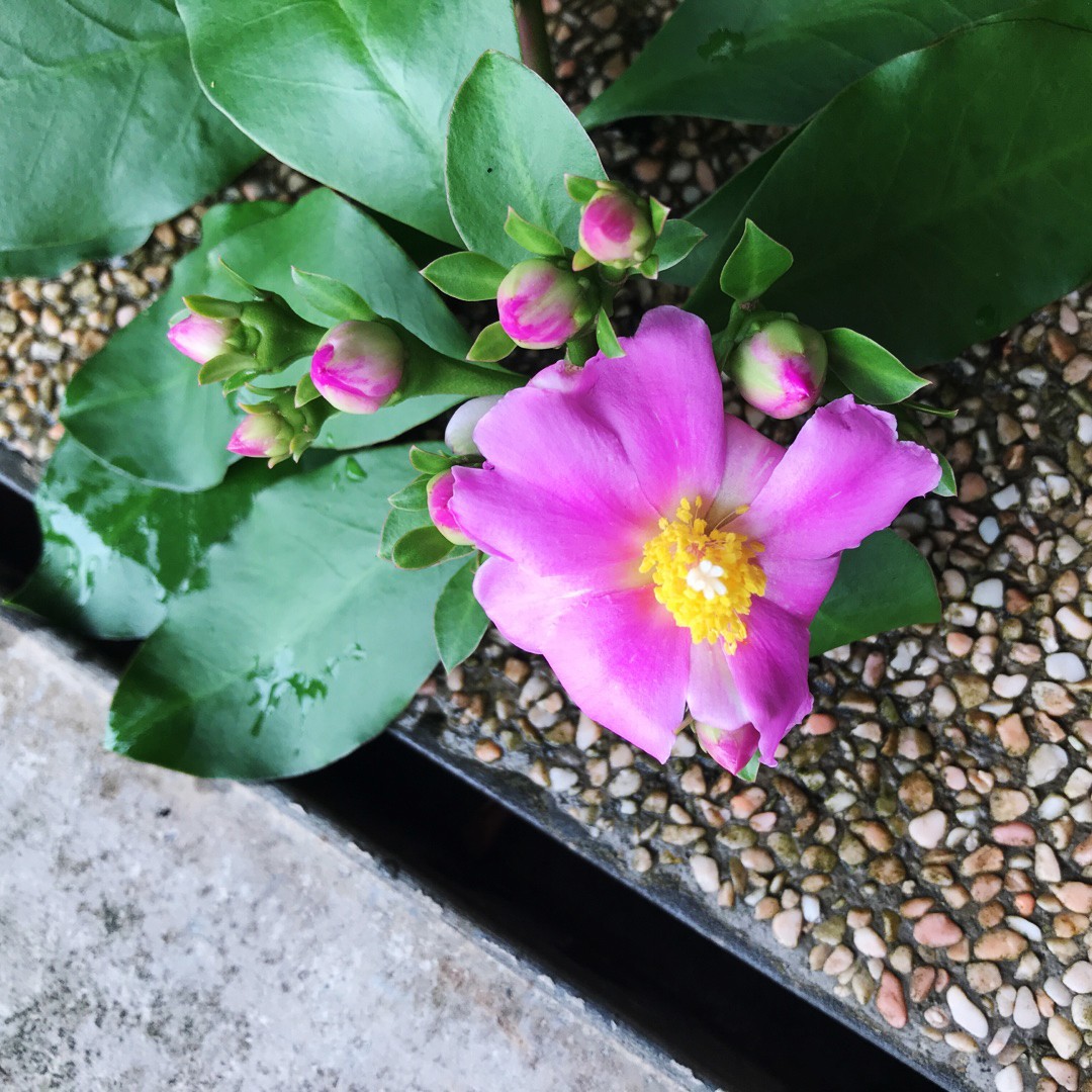 Cactus rose : Pereskia bleo