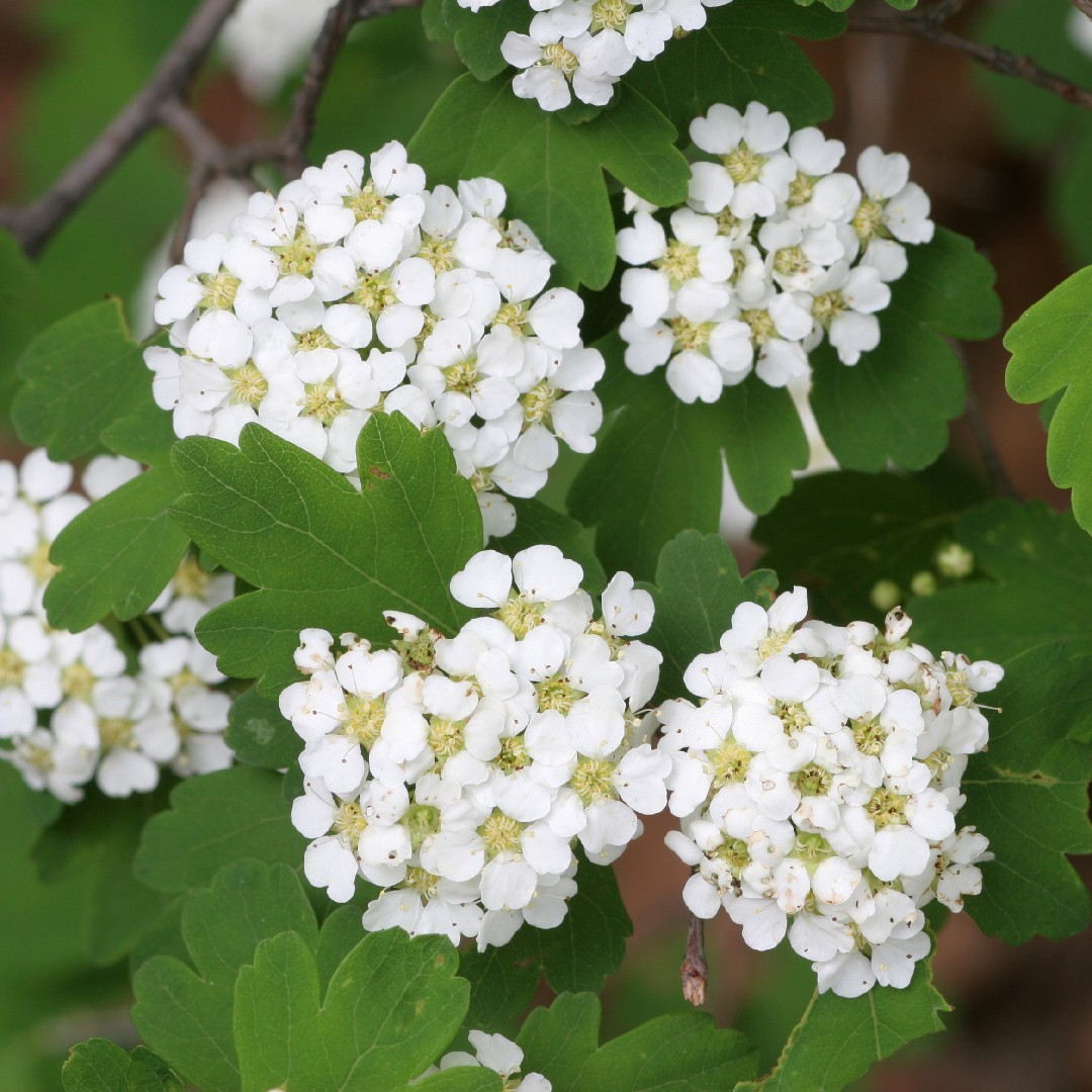 Spiraea Van Houttei Flowering Shrub | lupon.gov.ph