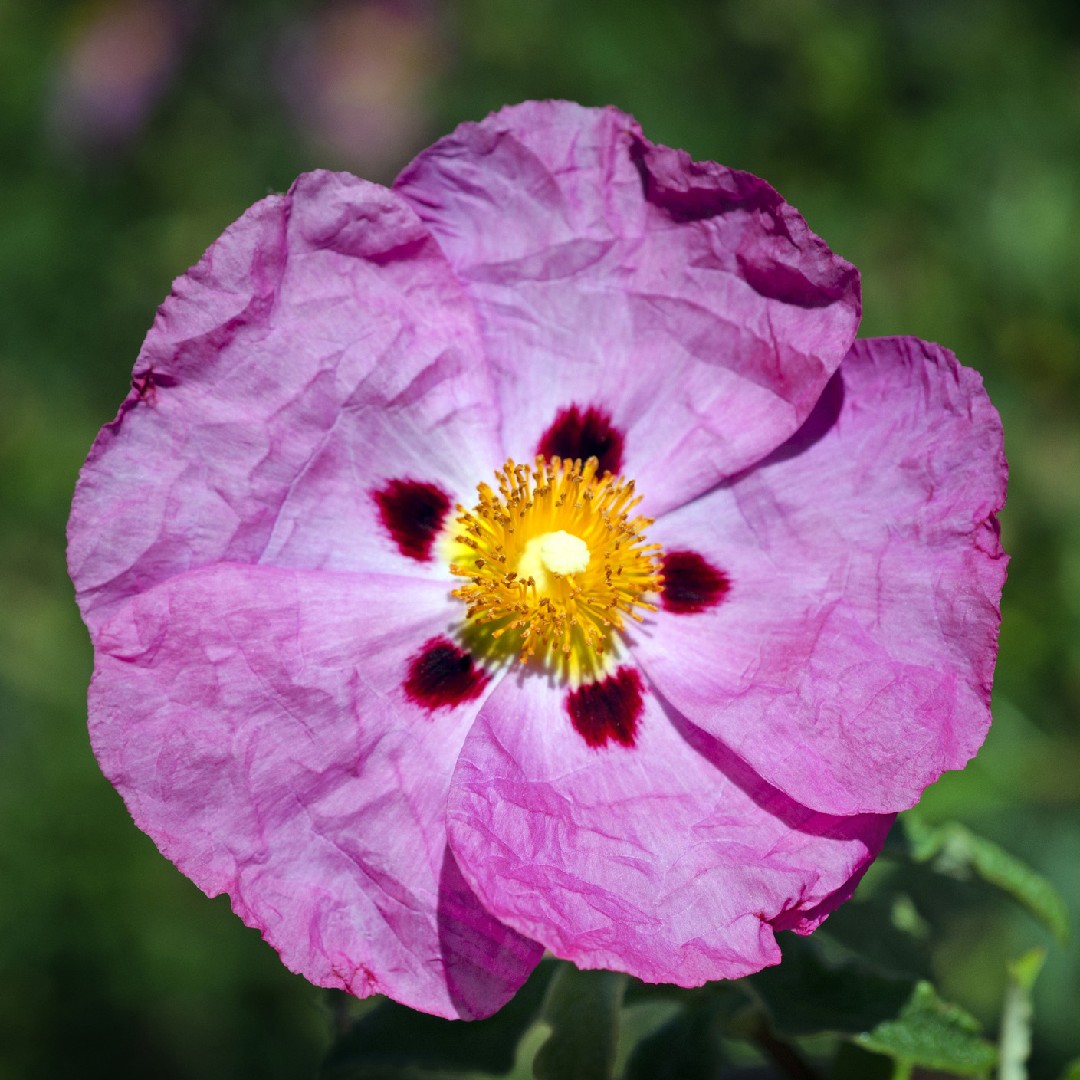Golden Rock Roses Rock rose Care (Watering, Fertilize, Pruning, Propagation) - PictureThis