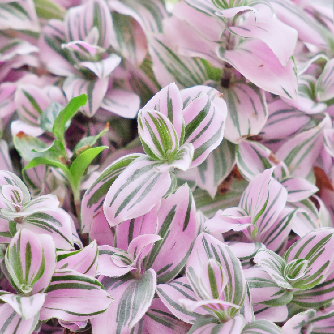 Tradescantia Cerinthoides Red Hill Tradescantia, 57% OFF