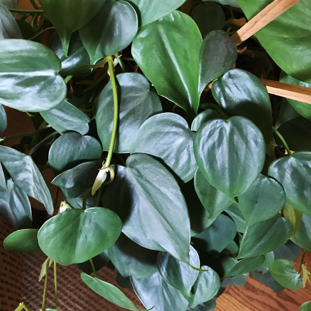 心葉蔓綠絨 Philodendron Hederaceum Var Hederaceum 照顧 繁殖 開花時間 Picturethis