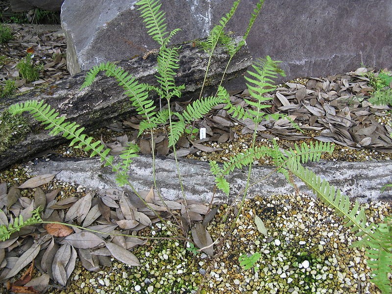 ジュウモンジシダ(十文字羊歯) (Polystichum tripteron) 花言葉,学名,よくある質問 - PictureThis