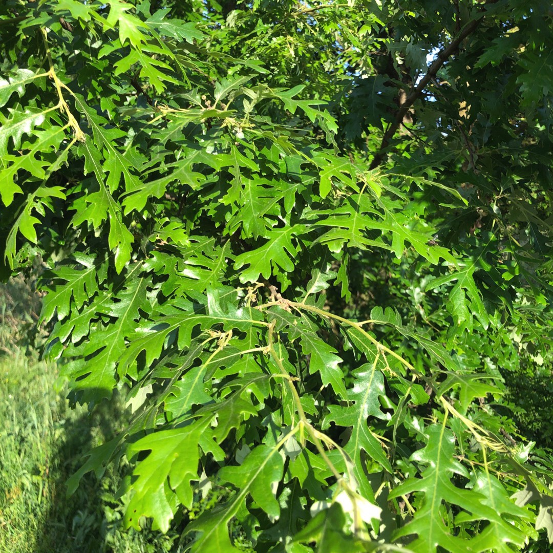 Quercus cerris турецкий дуб. Дуб сизый. Дуб австрийский. Ядовитый дуб