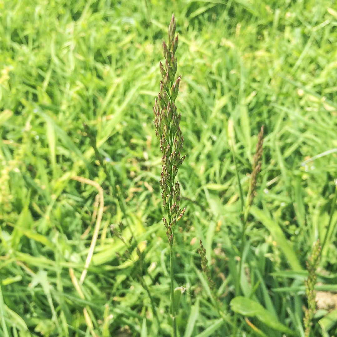 twin boundary gold Agrostis (Agrostis) - PictureThis