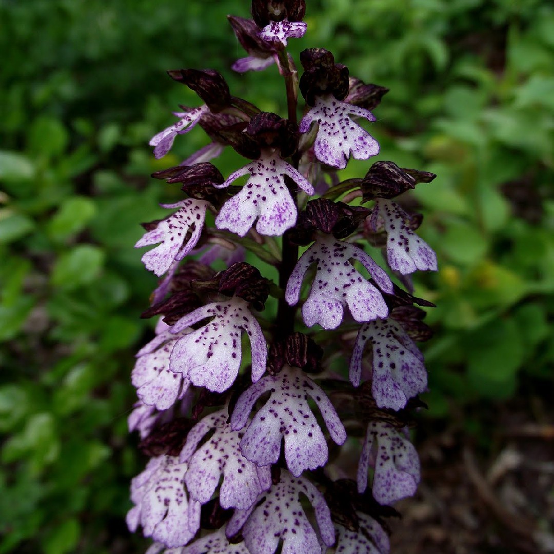 Ятрышник (Orchis) - PictureThis