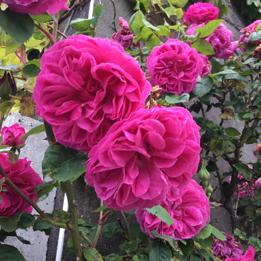 Cabbage rose (Rosa centifolia)