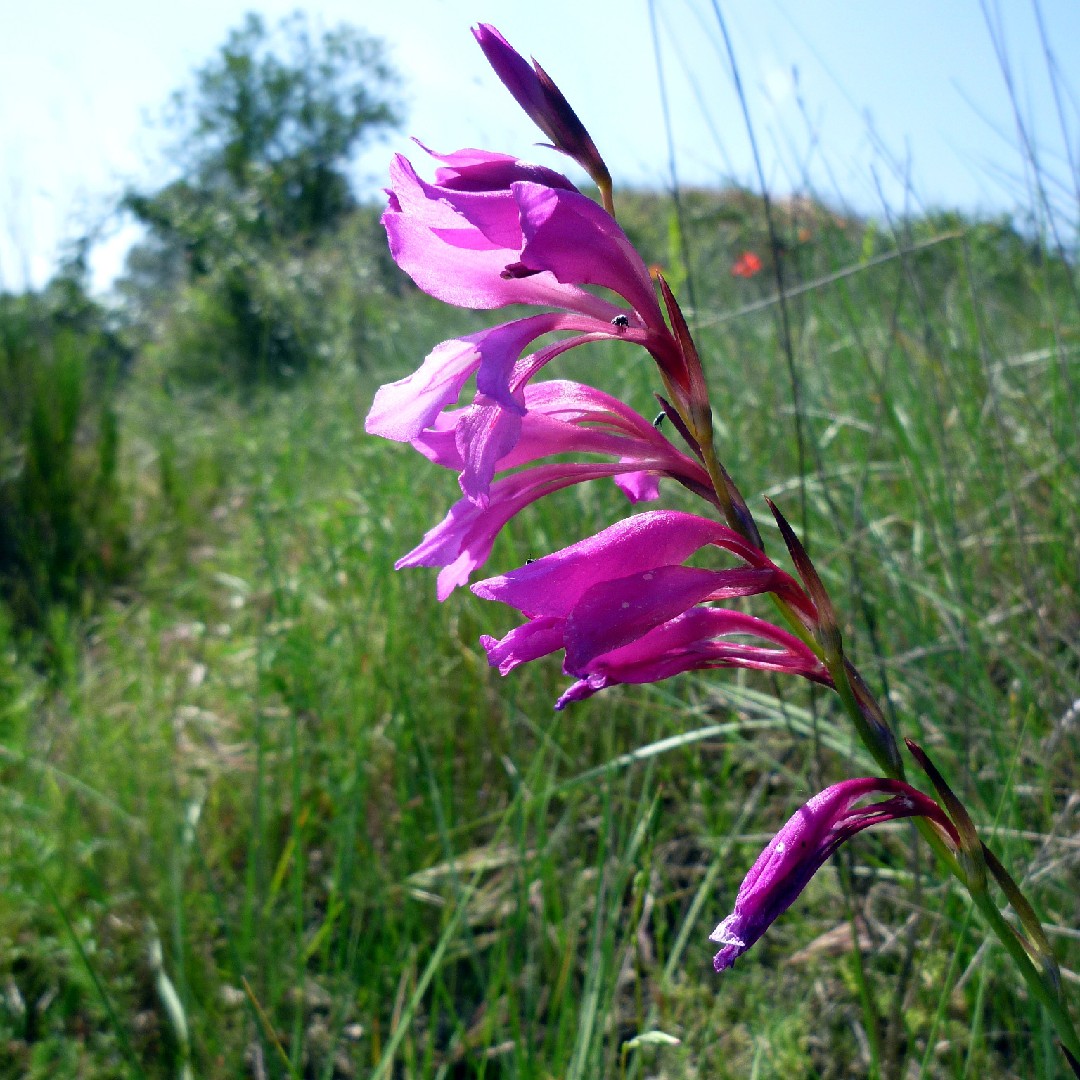 Gladiolus italicus 花言葉，毒性，よくある質問 PictureThis