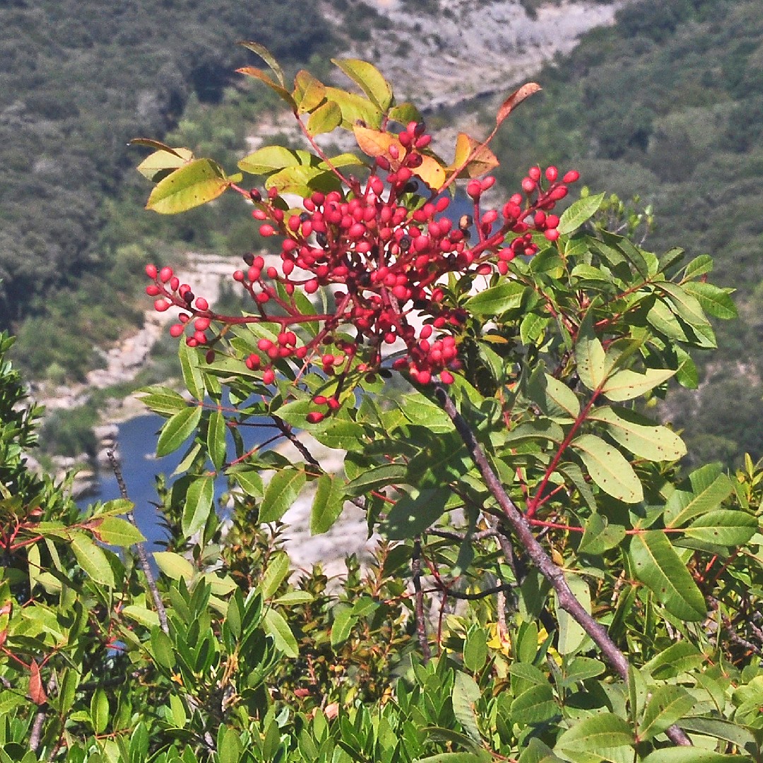 Pistachier térébinthe (Pistacia terebinthus) - PictureThis