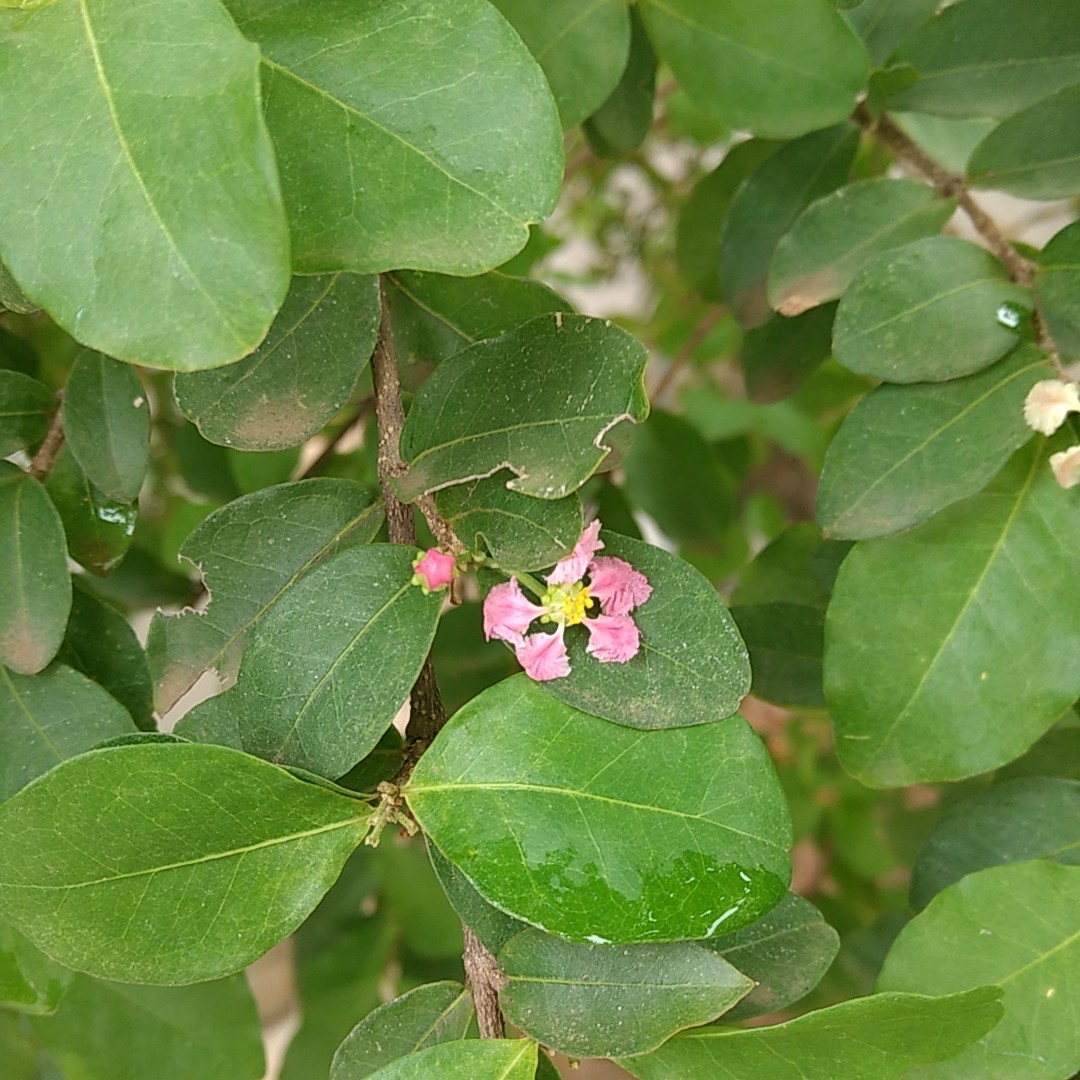 アセロラ Malpighia Glabra 花言葉 毒性 よくある質問 Picturethis