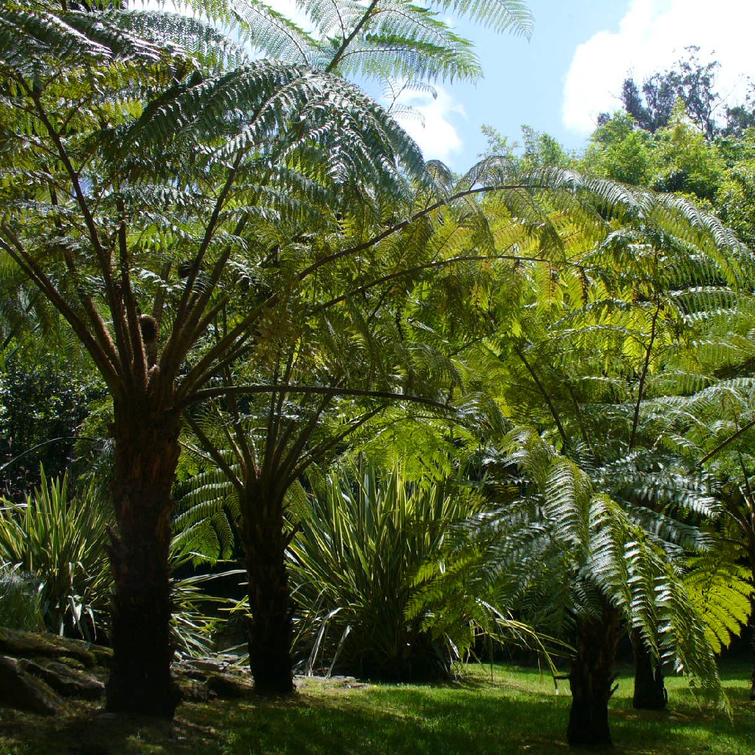 Furne Tree Tree fern Care (Watering, Fertilize, Pruning, Propagation) - PictureThis
