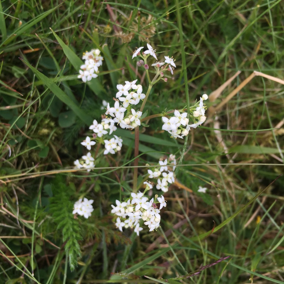 Liggend Walstro (Galium saxatile) - PictureThis