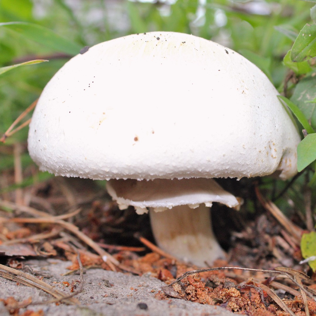 ハラタケ科 (Agaricaceae) - PictureThis