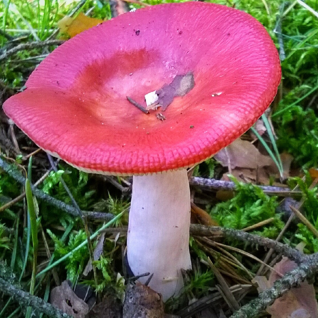 Russulaceae Russulaceae - PictureThis