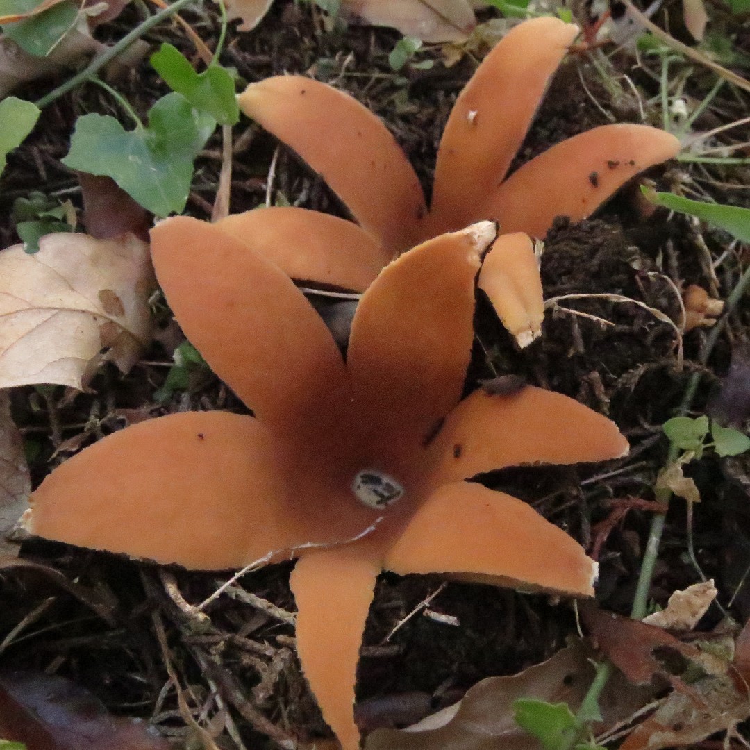 キリノミタケ (Chorioactidaceae)