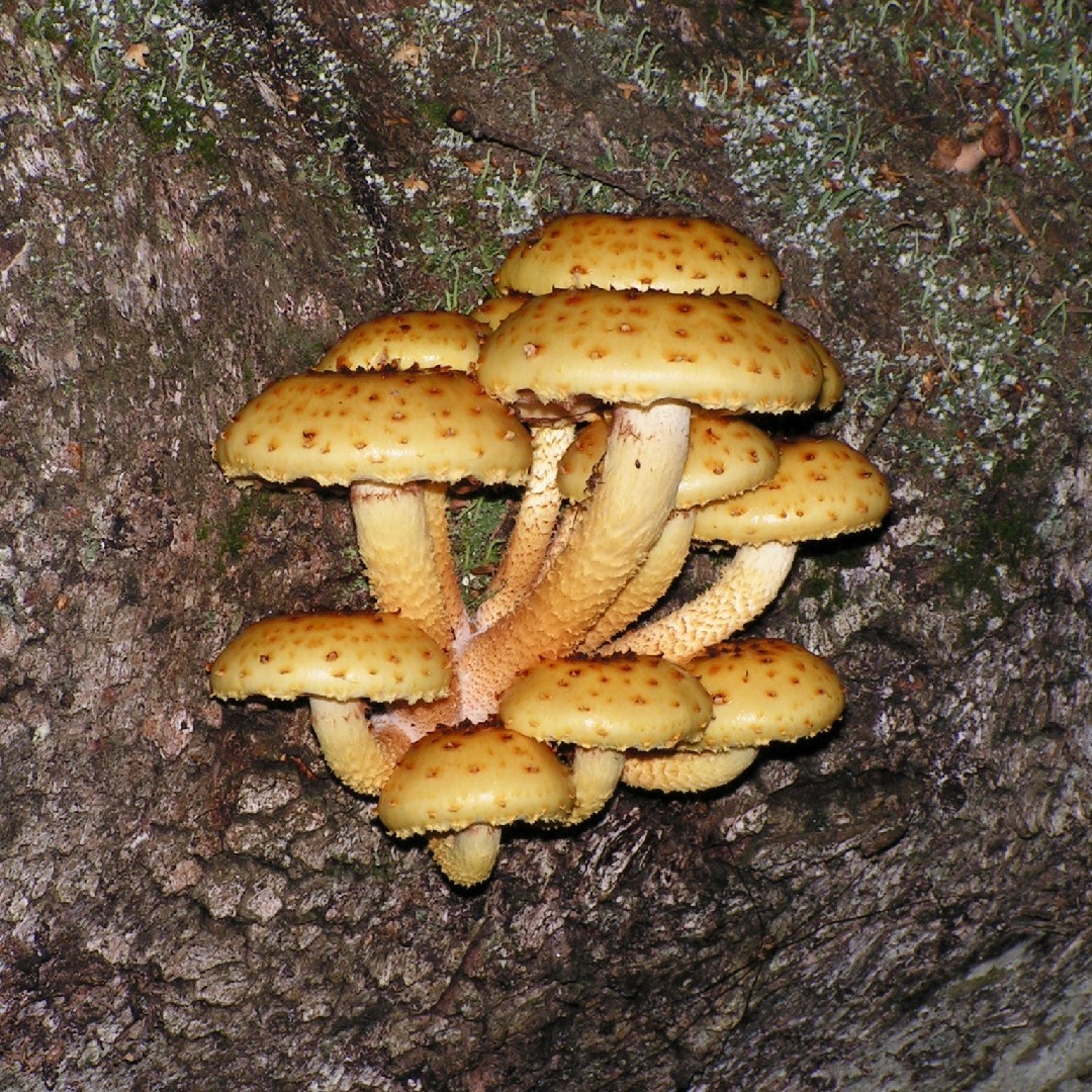 독청버섯과 (Strophariaceae)