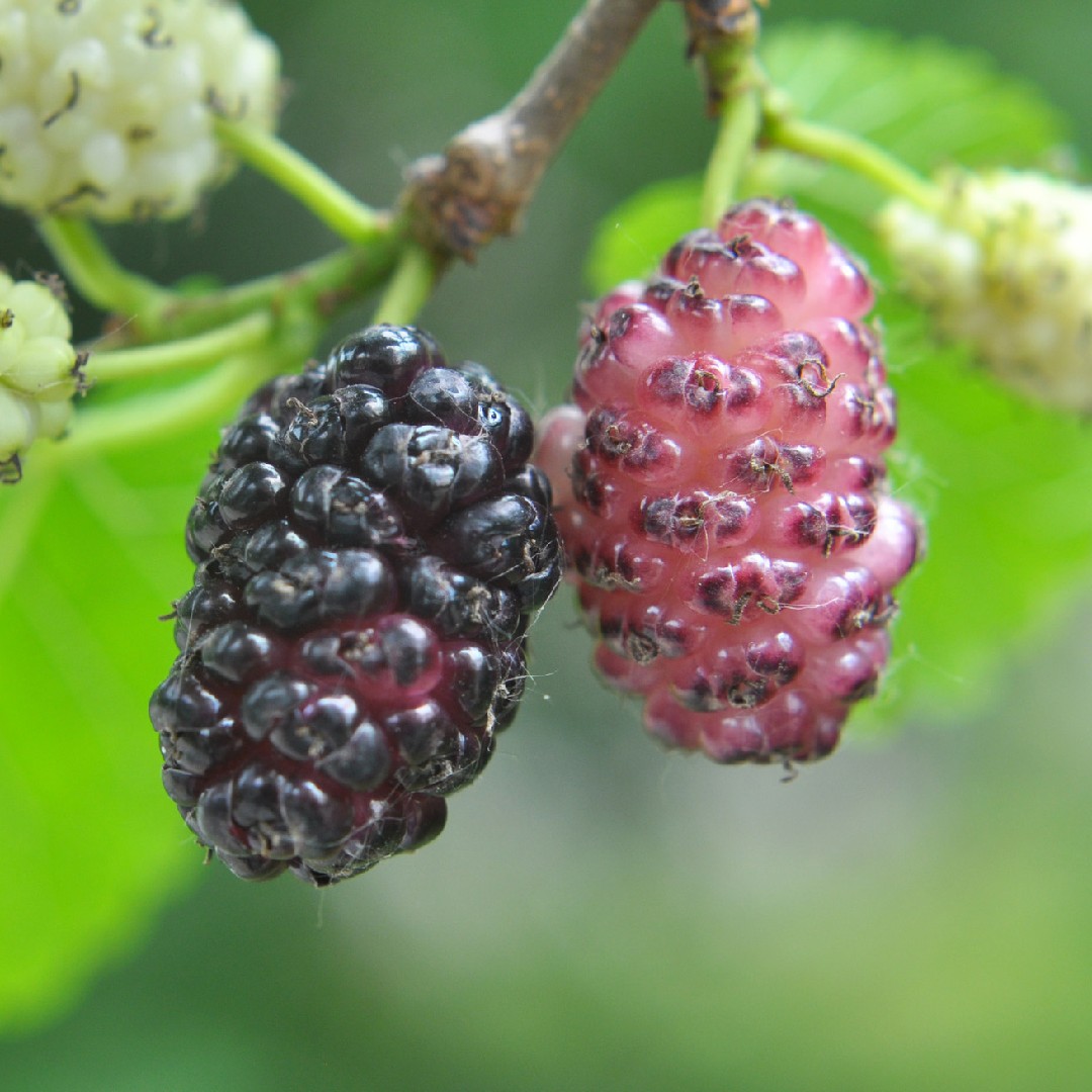 Mulberries (Morus)