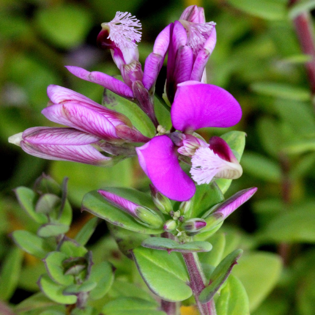 Polygala Rarifolia Polygala fruticosa - PictureThis