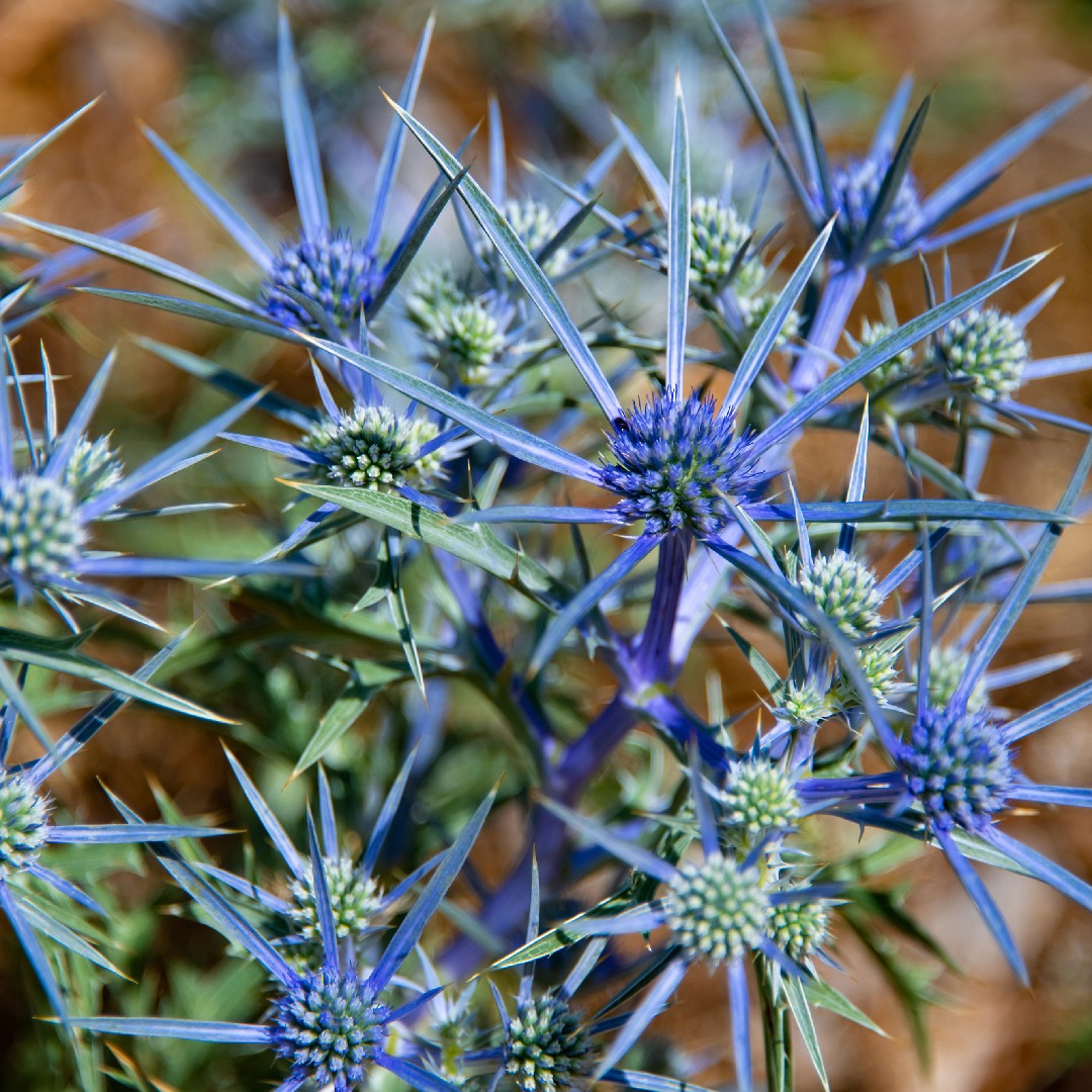 Cardo Amatista (Eryngium amethystinum) PictureThis