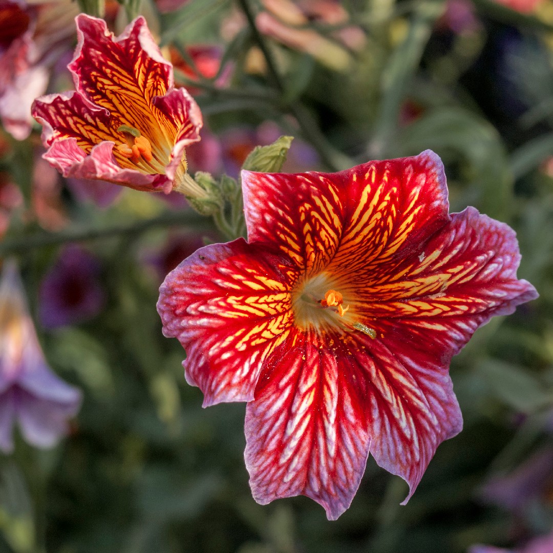 thumbnail image 2 of 200 Mixed Velvet Trumpet Flower Seeds Salpiglossis Sinuata Painted Flowers 2 of 13